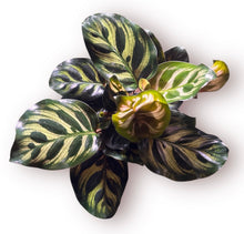 Load image into Gallery viewer, Calathea Makoyana 4"
