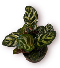 Load image into Gallery viewer, Calathea Makoyana 4"
