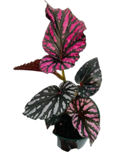 Load image into Gallery viewer, Begonia Exotica 4"
