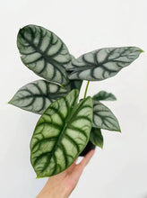Load image into Gallery viewer, Alocasia Silver Dragon 4"
