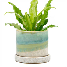 Load image into Gallery viewer, 5" Green Cement by Chive
