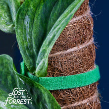 Load image into Gallery viewer, Reusable Plant Tape
