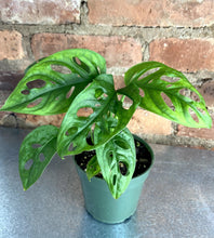 Load image into Gallery viewer, Monstera Adansonii 4”
