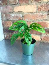 Load image into Gallery viewer, Monstera Adansonii 4”
