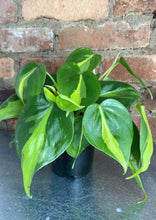 Load image into Gallery viewer, Philodendron Brasil 4"
