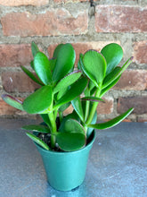Load image into Gallery viewer, Jade Plant 4"
