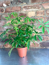 Load image into Gallery viewer, Schefflera 4"
