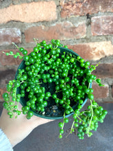 Load image into Gallery viewer, String of Pearls 3"
