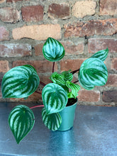 Load image into Gallery viewer, Watermelon Peperomia 4"
