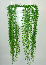Load image into Gallery viewer, String of Pearls 6"
