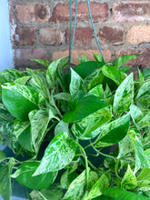 Load image into Gallery viewer, Marble Queen Pothos 8"
