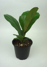 Load image into Gallery viewer, Fiddle Leaf Fig
