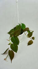 Load image into Gallery viewer, Philodendron Micans 4.5"

