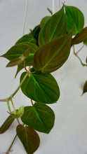 Load image into Gallery viewer, Philodendron Micans 4.5"

