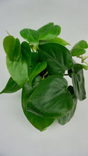 Load image into Gallery viewer, Heartleaf Philodendron 4"
