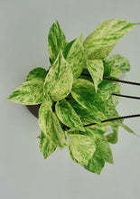 Load image into Gallery viewer, Marble Queen Pothos 6"

