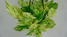 Load image into Gallery viewer, Marble Queen Pothos 6"
