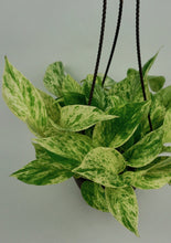 Load image into Gallery viewer, Marble Queen Pothos 6"
