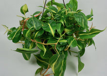 Load image into Gallery viewer, Philodendron Brasil 8"
