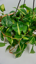 Load image into Gallery viewer, Philodendron Brasil 8"
