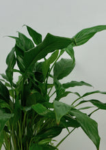 Load image into Gallery viewer, Peace Lily 4"
