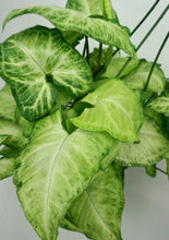 Load image into Gallery viewer, Syngonium Arrowhead 6"
