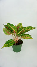 Load image into Gallery viewer, Aglaonema Pink
