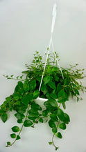 Load image into Gallery viewer, Lipstick Plant 8"
