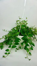 Load image into Gallery viewer, Lipstick Plant 8"
