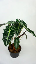 Load image into Gallery viewer, Alocasia Polly 6"
