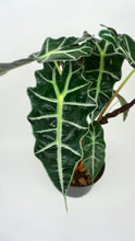 Load image into Gallery viewer, Alocasia Polly 6"
