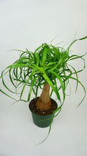Load image into Gallery viewer, Ponytail Palm 6"
