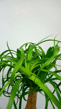 Load image into Gallery viewer, Ponytail Palm 6"
