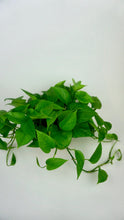Load image into Gallery viewer, Jade Pothos 6"
