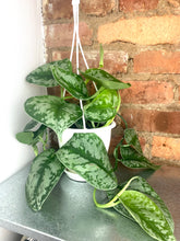 Load image into Gallery viewer, Scindapsus Exotica 4.5"
