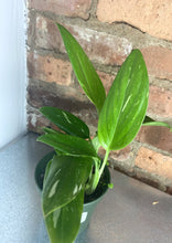 Load image into Gallery viewer, Monstera Standleyana Albo
