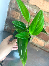 Load image into Gallery viewer, Monstera Standleyana Albo
