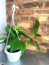Load image into Gallery viewer, Rhaphidophora Decursiva 6"
