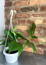 Load image into Gallery viewer, Rhaphidophora Decursiva 6"
