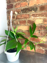 Load image into Gallery viewer, Rhaphidophora Decursiva 6"
