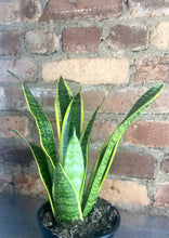 Load image into Gallery viewer, Snake Plant Laurentii 4"
