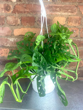 Load image into Gallery viewer, Monstera Adansonii 6”
