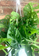 Load image into Gallery viewer, Monstera Adansonii 6”
