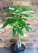 Load image into Gallery viewer, Money Tree 6"
