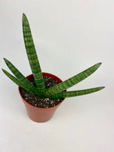 Load image into Gallery viewer, Fernwood Snake Plant
