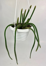 Load image into Gallery viewer, Rat Tail Cactus 6"
