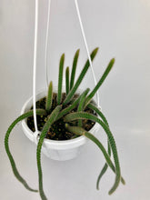 Load image into Gallery viewer, Rat Tail Cactus 6"
