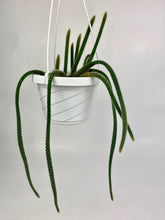 Load image into Gallery viewer, Rat Tail Cactus 6"
