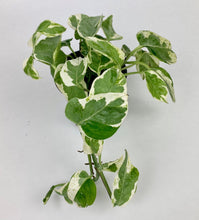 Load image into Gallery viewer, Pearls n Jade Pothos 4"
