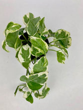 Load image into Gallery viewer, Pearls n Jade Pothos 4"
